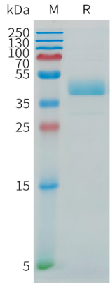 Recombinant Human NINJ1 Protein, hFc Tag